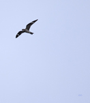 Common Nighthawk 9551